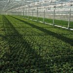 Agro plynový ohřívač vzduchu - skleník