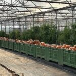 Skladování zeleniny na farmě s tepelným čerpadlem